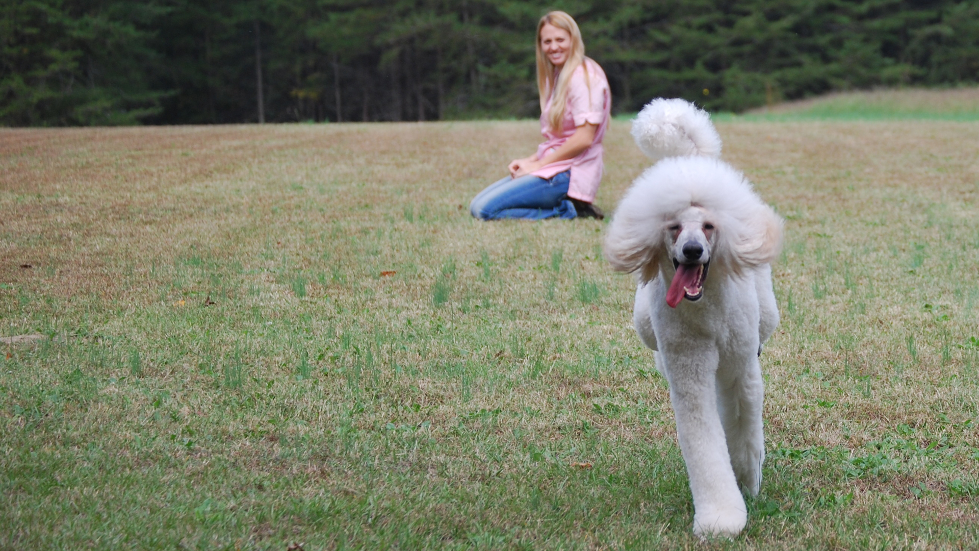 Kristi's Fancy K-9's