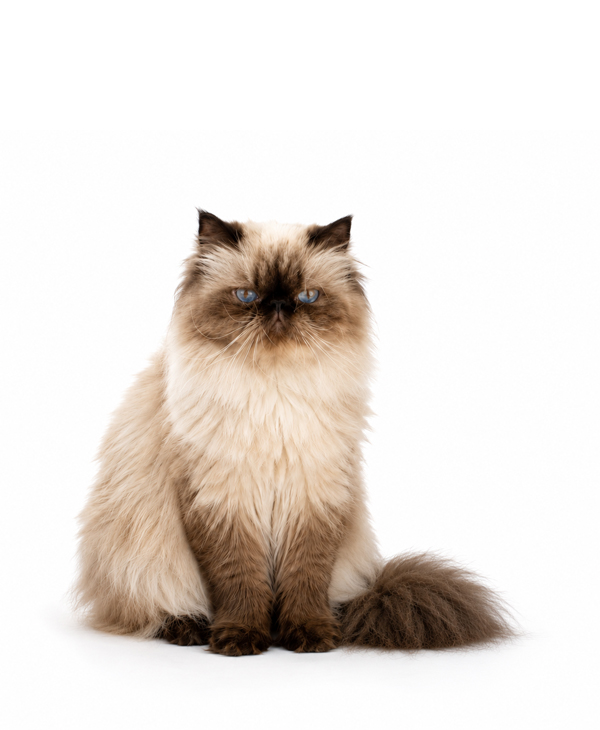 Small Cat